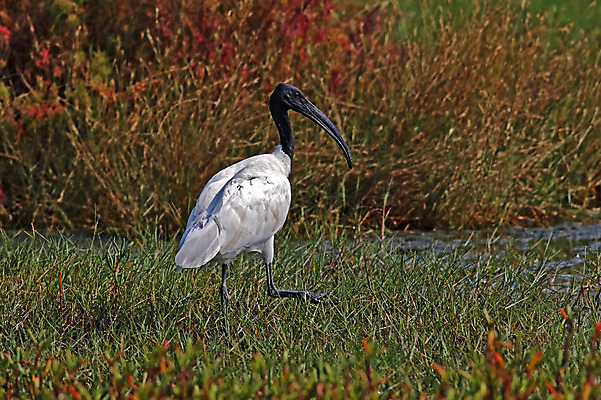 포토 JPG 해외이미지 나무 동물 여자 남자 아시아 얼굴 야생동물 백그라운드 날개 태국 자연 조류 사람없음 야외 목재 가로 초록색 컬러풀 머리 환경 검은색 나뭇가지 막대기 닫기 숲 깃털 꼬리 부리 서식지 생태학 해외202004 해외포토 식물 교육 나라 컬러 재료 모션 사람 신체부위 생태계 파일형식 이미지허브