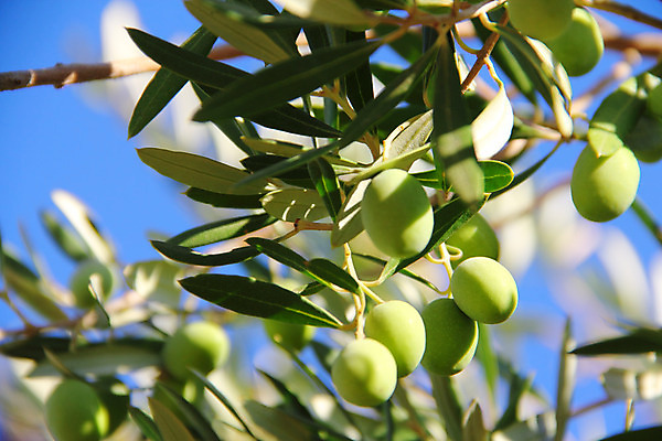 포토 JPG 해외이미지 나무 식물 전통 계절 음식 백그라운드 잎 농업 다이어트 채소 과일 재료 자연 하늘 건강 사람없음 초록색 파란색 빛 농장 이탈리아 수확 성장 나뭇가지 신선 스페인 지중해 허브 그리스 유기농 생태계 올리브 보케 상록수 내추럴 숙성 스페인어 채식주의자 많음 해외202004 해외포토 웰빙 열매 유럽 산업 바다 컬러 컨셉 채식 파일형식 이미지허브