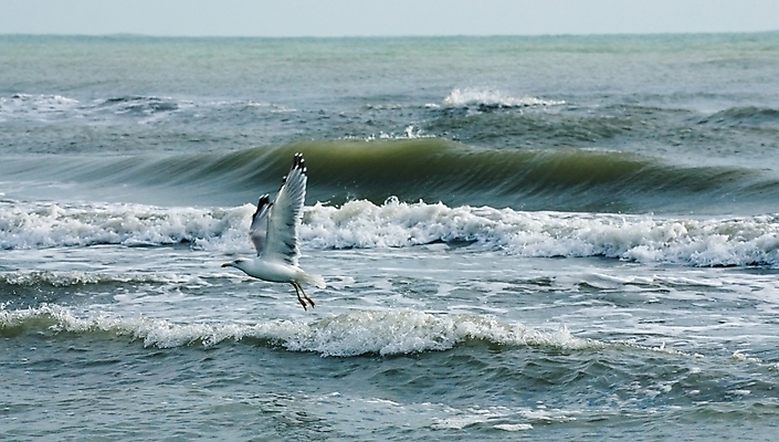 포토 JPG 해외이미지 바다 백그라운드 날개 자연 갈매기 조류 하늘 사람없음 자유 흰색 비행 깃털 무료 해외202004 해외포토 동물 컬러 컨셉 생태계 파일형식 이미지허브
