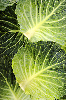 포토 JPG 해외이미지 음식 백그라운드 잎 채소 건강 사람없음 초록색 신선 유기농 양배추 날것 채식주의자 비건 해외202004 해외포토 식물 웰빙 컬러 채식 파일형식 이미지허브