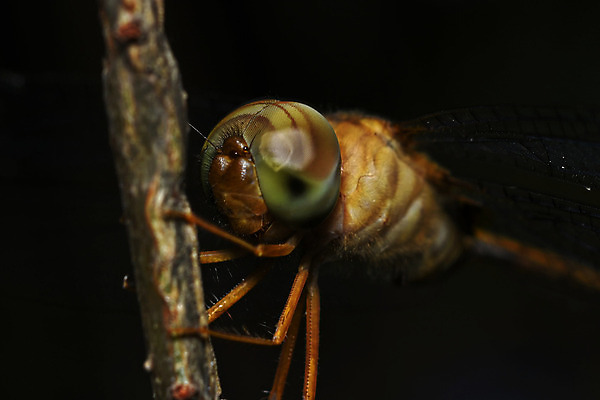 포토 JPG 해외이미지 식물 동물 야생동물 곤충 백그라운드 잎 자연 사람없음 가로 검은색 흰색 벌레 잠자리 작음 해외202004 해외포토 컬러 크기 생태계 파일형식 이미지허브