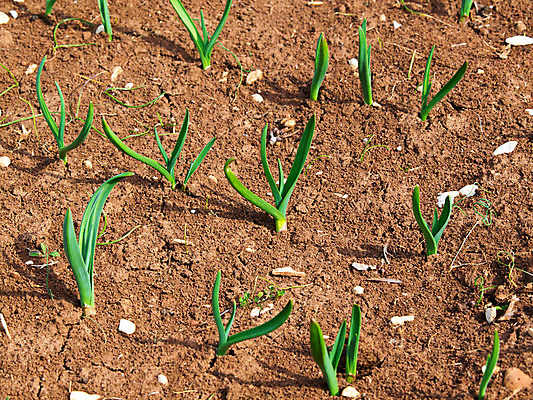 포토 JPG 해외이미지 식물 계절 음식 줄기 농업 채소 자연 양파 마늘 사람없음 초록색 햇빛 농장 흙 봄 성장 시골 땅 심볼 유기농 원예 먼지 내추럴 땅바닥 줄서기 세련 해외202004 해외포토 웰빙 산업 컬러 모션 바닥 취미 태양 생태계 파일형식 이미지허브