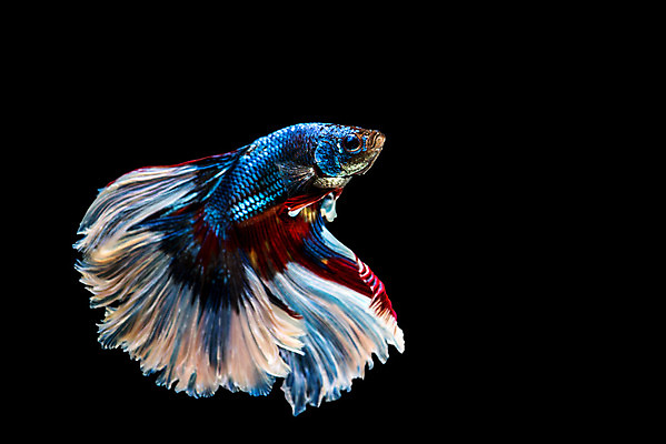 포토 JPG 해외이미지 동물 드레스 분홍색 포즈 백그라운드 모션 자연 불 불꽃 왕관 어류 취미 사람없음 반려동물 컬러풀 수영 희망 힘 달 흰색 용 고급 우아함 닫기 눈금 생물학 꼬리 싸움 수족관 노려봄 고립 이국적 해외202004 해외포토 자연요소 옷 교육 감정 컬러 컨셉 표정 수중동물 수상스포츠 생태계 파일형식 이미지허브