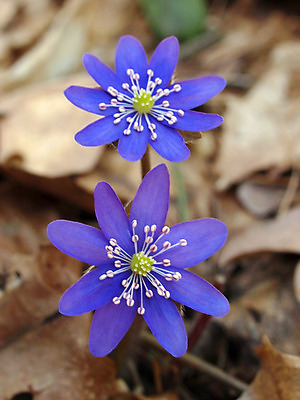 포토 JPG 해외이미지 식물 계절 꽃 꽃다발 백그라운드 꽃무늬 자연 선물 사람없음 파란색 봄 신선 개화 닫기 선택 다발 제비꽃 묘사 제비 꽃수술 노루귀 타격 많음 해외202004 해외포토 컬러 컨셉 무늬 모션 조류 생태계 파일형식 이미지허브