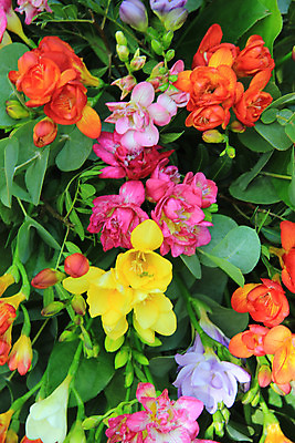 포토 JPG 해외이미지 식물 꽃잎 꽃 분홍색 꽃다발 오렌지 자연 사람없음 초록색 여름 노란색 보라색 봄 배열 꽃집 질감 라일락 해외202004 해외포토 계절 컬러 과일 상점 생태계 파일형식 이미지허브