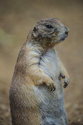 포토 JPG 해외이미지 동물 응시 야생동물 모래 포유류 자연 친절 생물 수염 털 종류 서기 사람없음 갈색 흰색 관찰 개 설치류 작음 모피 꼬리 경보 동물상 땅바닥 복종 해외202004 해외포토 시선 컬러 모션 바닥 조형물 크기 생태계 파일형식 이미지허브
