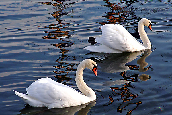 포토 JPG 해외이미지 주간 호수 두마리 사람없음 야외 백조 해외202004 해외포토 자연요소 2 조류 파일형식 이미지허브