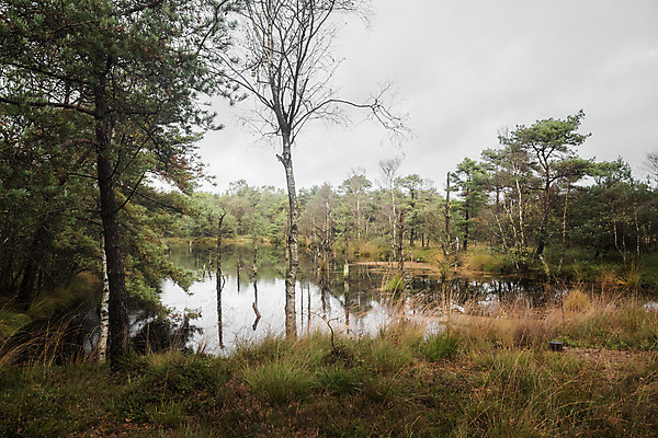 포토 JPG 해외이미지 나무 계절 공원 유럽 단풍 농업 자연 날씨 휴가 독일 풍경 사람없음 야외 목재 초록색 맑음 보라색 가을 시골 체험 황무지 습지 숲 오솔길 내추럴 보호구역 해외202004 해외포토 식물 공공시설 나라 산업 길 컬러 컨셉 잎 재료 생태계 구역 파일형식 이미지허브