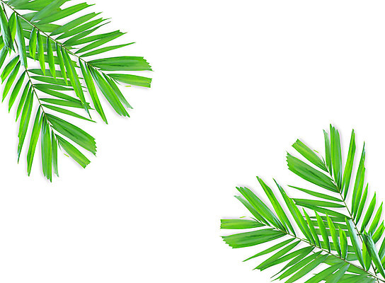 포토 JPG 해외이미지 나무 식물 줄기 백그라운드 잎 패턴 곡선 자연 손바닥 사람없음 초록색 여름 성장 흰색 나뭇가지 숲 코코넛 고립 해외202004 해외포토 손 계절 선 컬러 무늬 과일 생태계 파일형식 이미지허브