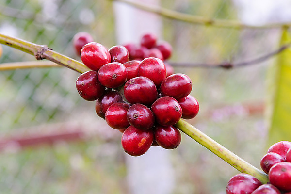포토 JPG 해외이미지 나무 식물 열매 꽃 산업 아시아 커피 음료 음식 여행 잎 밭 농업 과일 자연 콩 씨앗 사람없음 빨간색 초록색 농장 일몰 카페 원두 수확 성장 나뭇가지 신선 뜨거움 낟알 굽기 유기농 날것 아로마 발리 에스프레소 깊이 밭일 생태학 숙성 아라비카 카페인 해외202004 해외포토 웰빙 교육 나라 컬러 섬 곡류 노을 상점 구이 생태계 인도네시아 파일형식 이미지허브