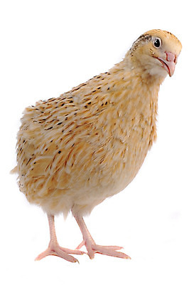 포토 JPG 해외이미지 동물 음식 백그라운드 농업 자연 조류 부활절 건강 사람없음 농장 갈색 바구니 계란 가축 흰색 시골 점 얼룩 상품 작음 오브젝트 만족 대리석 내추럴 고립 단백질 메추리 식품점 해외202004 해외포토 기념일 감정 산업 컬러 재료 상점 알 크기 생태계 영양소 파일형식 이미지허브