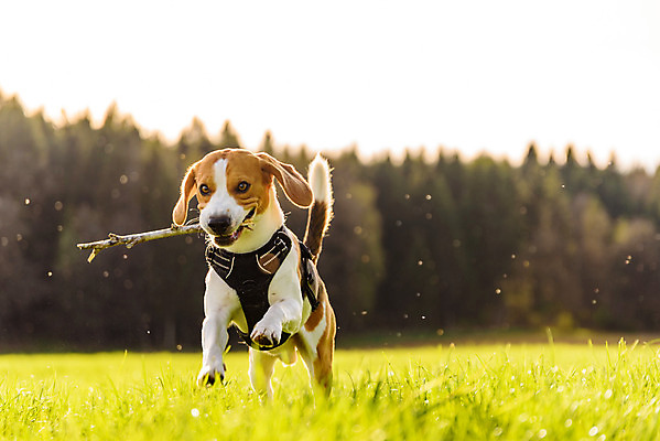 포토 JPG 해외이미지 동물 행복 포즈 밭 장난 모션 자연 놀이 기술 건강 잔디 사람없음 야외 반려동물 달리기 운동 맑음 점프 봄 기쁨 에너지 자유 시골 신선 개 숲 흥분 비글 송곳니 요령 해외202004 해외포토 식물 계절 감정 컨셉 농업 포유류 날씨 치아 생태계 파일형식 이미지허브