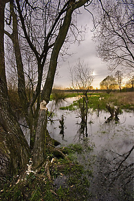 포토 JPG 해외이미지 나무 구름 계절 공원 호수 야생동물 자연 하늘 날씨 풍경 사람없음 야외 초록색 물 강 일몰 봄 달력 시골 개울 통나무 깨짐 생태학 수목 현재 해외202004 해외포토 자연요소 식물 동물 공공시설 교육 컬러 컨셉 노을 생태계 파일형식 이미지허브