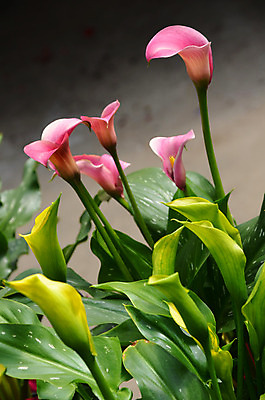 포토 JPG 해외이미지 식물 꽃 분홍색 꽃다발 꽃무늬 자연 사람없음 정원 봄 백합 배열 꽃집 원예 향기 꽃수술 이국적 해외202004 해외포토 계절 컬러 무늬 취미 상점 생태계 냄새 파일형식 이미지허브