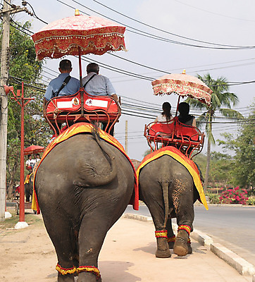 포토 JPG 해외이미지 동물 공원 남자 여행 포유류 태국 코끼리 거리 사람 사람없음 게임 보호 큼 엉덩이 청소 꼬리 거인 생태학 전국 해외202004 해외포토 공공시설 교육 아시아 컨셉 놀이 신체부위 크기 파일형식 이미지허브