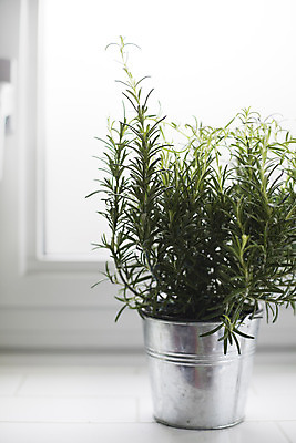 포토 JPG 해외이미지 식물 음식 잎 재료 사람없음 초록색 빛 금속 흰색 신선 냄비 허브 관목 향신료 향기 향 로즈메리 해외202004 해외포토 나무 컬러 재질 솥 냄새 향미료 파일형식 이미지허브