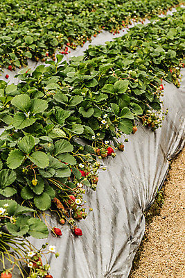 포토 JPG 해외이미지 식물 계절 열매 음식 잎 밭 농업 다이어트 채소 과일 자연 딸기 건강 풍경 사람없음 야외 초록색 여름 농작물 농장 정원 식사 흙 수확 성장 시골 신선 달콤 맛 먹기 허브 상쾌 유기농 내추럴 숙성 줄서기 채식주의자 해외202004 해외포토 웰빙 감정 산업 컬러 컨셉 모션 생태계 채식 파일형식 이미지허브