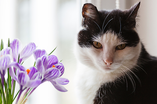 포토 JPG 해외이미지 동물 응시 계절 꽃 꽃다발 백그라운드 오렌지 봄꽃 포유류 가정 자연 사람없음 장식 빨간색 초록색 반려동물 장미 노란색 검은색 고양이 봄 큼 냄새 얼룩무늬 해외202004 해외포토 식물 시선 컬러 무늬 과일 크기 생태계 파일형식 이미지허브