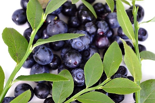 포토 JPG 해외이미지 음식 다이어트 과일 사람없음 흰색 맛 블루베리 고립 해외202004 해외포토 컬러 컨셉 건강 파일형식 이미지허브