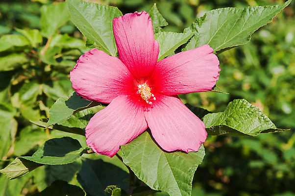 포토 JPG 해외이미지 식물 디자인 열매 꽃잎 꽃 음식 벽 분홍색 백그라운드 잎 패턴 다이어트 과일 자연 추상 발렌타인데이 건강 그림자 선물 사랑 미술 사람없음 야외 빨간색 초록색 여름 컬러풀 장미 머리 우주 환경 정원 일본 검은색 수확 가을 나뭇가지 신선 신용카드 그룹 달콤 맛 떨어짐 약초 이슬 큼 다발 배열 관목 오브젝트 상쾌 질감 각도 엽서 밭일 숙성 신맛 채식주의자 해외202004 해외포토 나무 계절 감정 아시아 컬러 컨셉 무늬 농업 데이이벤트 문화예술 신체부위 금융 풀_식물 크기 편지 생태계 채식 파일형식 이미지허브