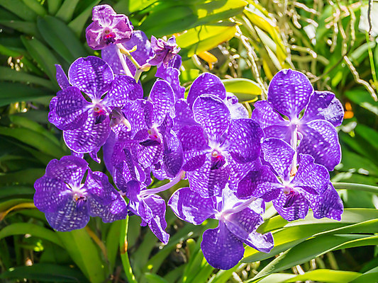 포토 JPG 해외이미지 꽃 선 분홍색 꽃무늬 휴식 수채화 사람없음 보라색 침묵 활발 난초 백합 자주색 제비꽃 명상 그림 아로마 호접란 향 블러 이국적 해외202004 해외포토 식물 컬러 컨셉 무늬 소리 파일형식 이미지허브