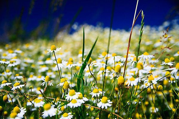 포토 JPG 해외이미지 식물 계절 꽃잎 꽃 백그라운드 잎 꽃무늬 밭 자연 건강 풍경 잔디 사람없음 초록색 여름 파란색 햇빛 태양 약 노란색 환경 정원 침묵 봄 성장 벚꽃 흰색 신선 닫기 허브 순수 묘사 데이지 내추럴 캐모마일 해외202004 해외포토 자연요소 컬러 컨셉 무늬 농업 의학 모션 소리 생태계 파일형식 이미지허브