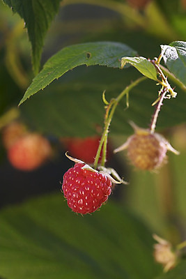 포토 JPG 해외이미지 식물 열매 음식 과일 자연 건강 사람없음 정원 성장 신선 맛 산딸기 숙성 해외202004 해외포토 컨셉 생태계 파일형식 이미지허브