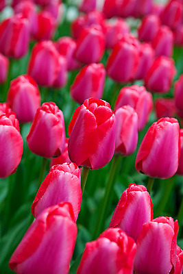 포토 JPG 해외이미지 식물 계절 공원 꽃잎 꽃 유럽 줄기 분홍색 꽃다발 백그라운드 잎 꽃무늬 밭 농업 전구 자연 사람없음 빨간색 초록색 물 여름 컬러풀 노란색 정원 보라색 봄 활발 튤립 벚꽃 시골 신선 이슬 5월 꽃집 네덜란드 원예 줄서기 해외202004 해외포토 자연요소 공공시설 나라 산업 컬러 컨셉 무늬 모션 취미 상점 날짜 생태계 파일형식 이미지허브