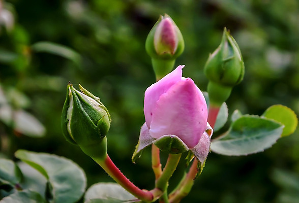 포토 JPG 해외이미지 식물 꽃잎 꽃 분홍색 잎 꽃무늬 자연 사람없음 초록색 여름 장미 정원 봄 벚꽃 개화 원예 내추럴 해외202004 해외포토 계절 컬러 무늬 취미 생태계 파일형식 이미지허브