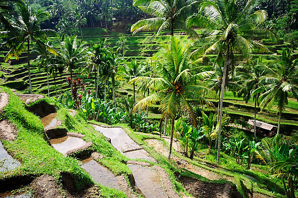 포토 JPG 해외이미지 식물 전통 계절 아시아 문화 선 음식 여행 백그라운드 패턴 농업 자연 밥 씨앗 동양인 풍경 사람없음 야외 초록색 물 농작물 농장 농경지 수확 성장 시골 낟알 시리얼 언덕 유기농 발리 인도네시아 단계 논밭 밭일 숙성 해외202004 해외포토 자연요소 웰빙 나라 산업 컬러 섬 무늬 밭 논 인종 생태계 파일형식 이미지허브