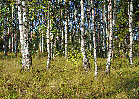 포토 JPG 해외이미지 나무 식물 계절 공원 지구 줄기 여행 잎 자연 풍경 사람없음 야외 목재 초록색 여름 빛 햇빛 평화 환경 맑음 나뭇가지 시골 숲 땅 러시아 자작나무 땅바닥 삼림지대 해외202004 해외포토 공공시설 유럽 컬러 컨셉 재료 날씨 바닥 태양 생태계 파일형식 이미지허브