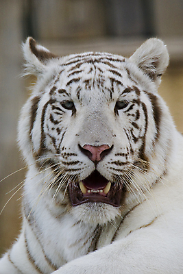 포토 JPG 해외이미지 주간 한마리 응시 야생동물 동물원 근접촬영 사람없음 야외 아웃포커스 맹수 백호 해외202004 해외포토 자연요소 동물 1 시선 뷰포인트 촬영기법 호랑이 파일형식 사방신 이미지허브