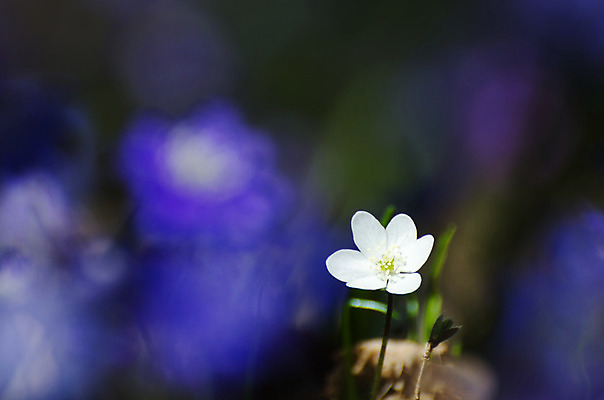 포토 JPG 해외이미지 식물 계절 꽃 잎 꽃무늬 자연 사람없음 야외 파란색 정원 봄 들꽃 벚꽃 흰색 개화 그룹 숲 4월 심볼 묘사 사인 속도 노루귀 아네모네 해외202004 해외포토 컬러 무늬 날짜 생태계 파일형식 이미지허브