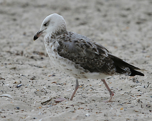포토 JPG 해외이미지 동물 구름 야생동물 모래 파도 바다 포즈 백그라운드 날개 자연 벽지 갈매기 조류 하늘 낚시 사람없음 빨간색 물 파란색 컬러풀 반사 평화 회색 자유 흰색 비행 우아함 닫기 깃털 고립 무료 수평선 해외202004 해외포토 자연요소 컬러 컨셉 모션 레저 생태계 파일형식 이미지허브