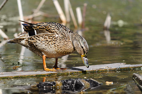포토 JPG 해외이미지 계절 야생동물 자연 조류 오리 표정 성인 사람없음 야외 물 게임 저수지 연못 먹기 타운 서식지 낭비 생태학 해외202004 해외포토 자연요소 동물 교육 컨셉 모션 놀이 사람 도시 생태계 파일형식 이미지허브