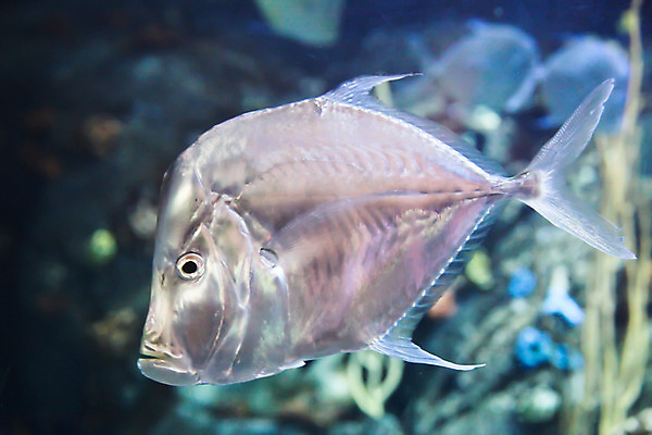 포토 JPG 해외이미지 조개 갑각류 사람없음 수중 바닷가재 캘리포니아 수족관 해외202004 해외포토 동물 어패류 미국 가재 파일형식 이미지허브