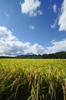 포토 JPG 해외이미지 구름 음식 백그라운드 밭 자연 하늘 밥 산 동양인 풍경 사람없음 야외 초록색 파란색 농장 농경지 황금 낟알 땅 유기농 해외202004 해외포토 자연요소 웰빙 컬러 농업 인종 생태계 파일형식 이미지허브