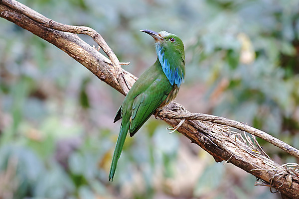 포토 JPG 해외이미지 나무 동물 여자 남자 아시아 얼굴 야생동물 백그라운드 날개 자연 조류 수염 사람없음 야외 목재 가로 초록색 파란색 컬러풀 머리 환경 나뭇가지 막대기 닫기 숲 깃털 꼬리 부리 서식지 생태학 이국적 해외202004 해외포토 식물 교육 나라 컬러 재료 모션 사람 신체부위 생태계 파일형식 이미지허브