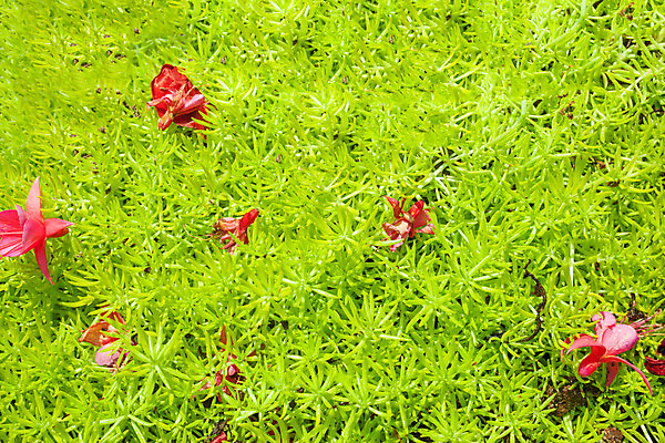 포토 JPG 해외이미지 나무 식물 디자인 벽 백그라운드 잎 패턴 자연 건강 사람없음 야외 초록색 여름 환경 정원 봄 신선 숲 작음 유기농 질감 내추럴 많음 해외202004 해외포토 웰빙 계절 컬러 컨셉 무늬 크기 생태계 파일형식 이미지허브