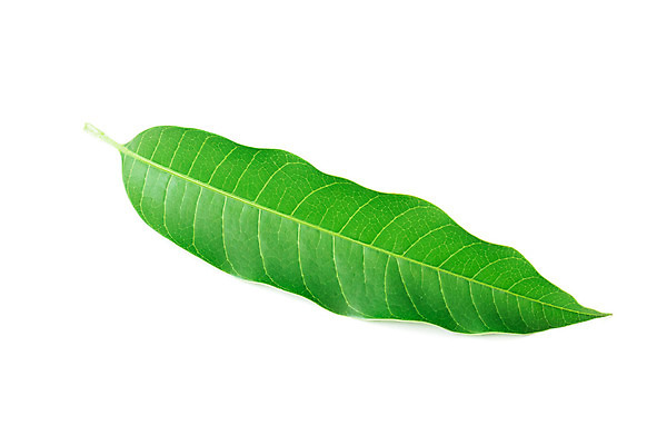 포토 JPG 해외이미지 나무 식물 디자인 길 음식 줄기 백그라운드 잎 패턴 과일 자연 프레임 사람없음 장식 초록색 물 여름 환경 봄 가을 흰색 나뭇가지 신선 떨어짐 자르기 질감 망고 내추럴 고립 해외202004 해외포토 자연요소 계절 컬러 컨셉 무늬 모션 열대과일 생태계 파일형식 이미지허브