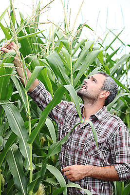 포토 JPG 해외이미지 식물 백인 손 남자 유럽 40대 밭 농업 채소 자연 노동자 옥수수 한명 사람 성인 야외 세로 초록색 30대 농작물 농장 환경 수확 성장 시골 농부 큼 밀 유기농 귀 내추럴 밭일 해외202004 해외포토 서양인 직업 1 웰빙 나라 산업 컬러 중년 곡류 신체부위 장년 크기 생태계 파일형식 이미지허브