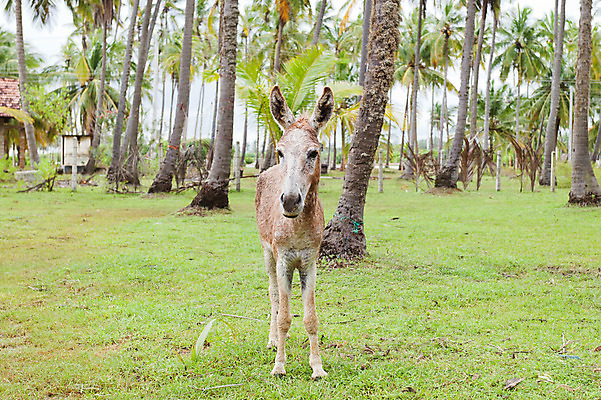 포토 JPG 해외이미지 동물 응시 아시아 여유 여행 자연 휴가 휴식 풍경 사람없음 여름 야자수 햇빛 평화 맑음 자유 시골 엽서 당나귀 노려봄 내추럴 스리랑카 파라다이스 해외202004 해외포토 나무 시선 계절 감정 나라 컨셉 날씨 표정 태양 말_동물 편지 생태계 파일형식 이미지허브