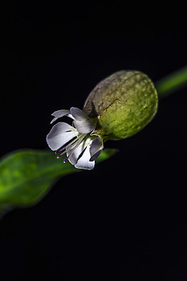 포토 JPG 해외이미지 식물 꽃잎 꽃 잎 자연 사람없음 초록색 정원 다양 성장 흰색 시골 인사 수분 꽃가루 꿀 정맥 해외202004 해외포토 컬러 다수 예절 가루 생태계 혈관 파일형식 이미지허브