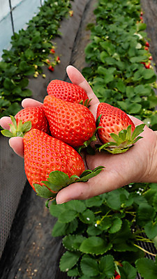 포토 JPG 해외이미지 손 열매 어린이 음식 잎 과일 딸기 건강 관리 한명 사람 빨간색 초록색 농장 신선 잡기 수집 먹기 유기농 숙성 해외202004 해외포토 식물 1 웰빙 컬러 농업 모션 신체부위 파일형식 이미지허브