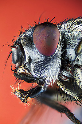 포토 JPG 해외이미지 동물 곤충 자연 현미경 사람없음 빨간색 쌓기 확대 대가리 복잡 해외202004 해외포토 컬러 컨셉 모션 실험기구 생태계 파일형식 이미지허브