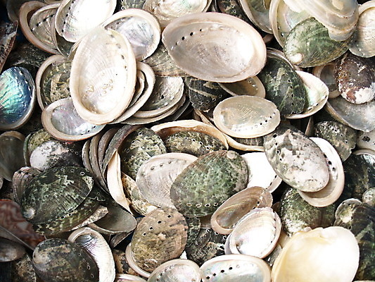 포토 JPG 해외이미지 모래 바다 백그라운드 자연 벽지 조류 추상 조개 기술 사람없음 물 노란색 껍질 흰색 원형 그룹 해조류 소라 오브젝트 짠맛 해외202004 해외포토 자연요소 도형 동물 컬러 무늬 어패류 해양식물 맛 생태계 파일형식 이미지허브