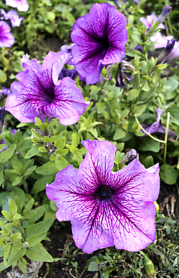 포토 JPG 해외이미지 식물 꽃잎 꽃 분홍색 꽃무늬 패턴 자연 사람없음 야외 초록색 컬러풀 우주 정원 보라색 활발 벚꽃 흰색 그룹 작음 오브젝트 원예 문학 멀티 해외202004 해외포토 컬러 컨셉 무늬 취미 크기 생태계 파일형식 이미지허브