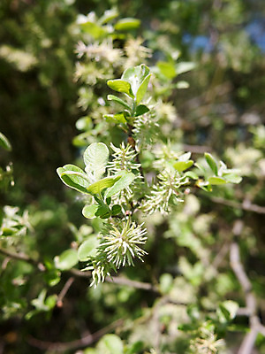 포토 JPG 해외이미지 나무 식물 계절 공원 꽃 백그라운드 낙엽 잎 자연 바닥 씨앗 사람없음 야외 목재 초록색 여름 환경 봄 회색 벚꽃 가을 흰색 나뭇가지 신선 선택 숲 버드나무 보케 꽃가루 솜털 내추럴 알레르기 미루나무 해외202004 해외포토 공공시설 컬러 컨셉 재료 질병 가루 생태계 파일형식 이미지허브