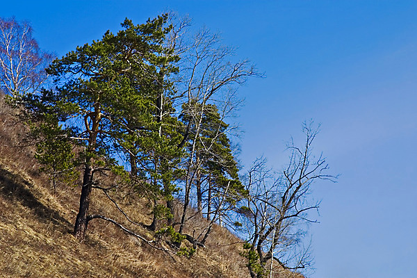 포토 JPG 해외이미지 나무 계절 자연 하늘 산 풍경 사람없음 야외 초록색 파란색 빛 햇빛 태양 침묵 봄 소나무 숲 장면 침엽수 해외202004 해외포토 자연요소 식물 컬러 소리 생태계 파일형식 이미지허브