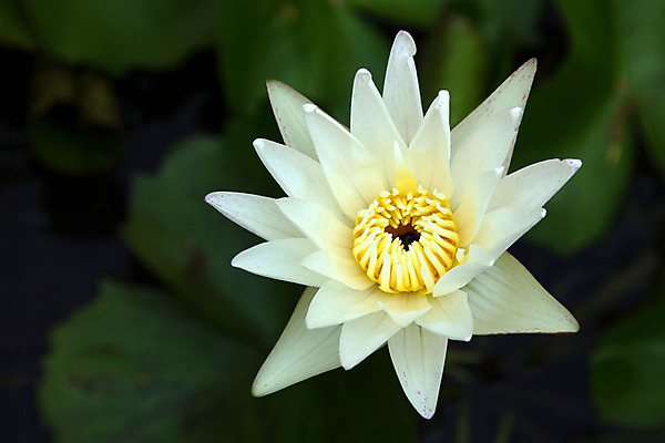 포토 JPG 해외이미지 식물 꽃 백그라운드 자연 표면 연꽃 사람없음 초록색 물 여름 약 정원 봄 벚꽃 흰색 연못 백합 해외202004 해외포토 자연요소 계절 컬러 의학 생태계 파일형식 이미지허브